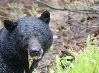 urso-negro