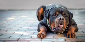 Por que o cachorro vomita espuma?