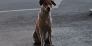Doguinho educado espera pela dona na porta de mercado
