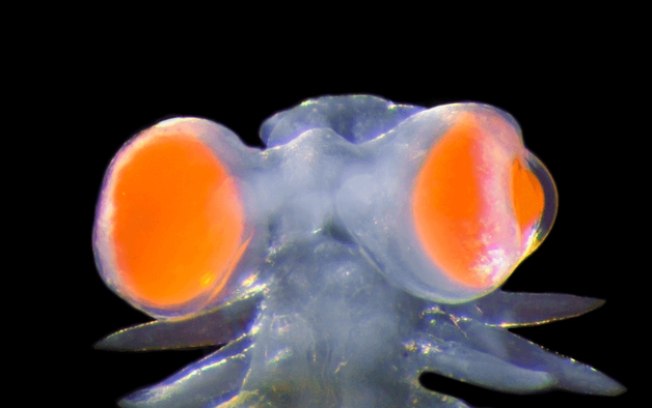 Vermes marinhos têm olhos gigantes e enxergam luz ultravioleta
