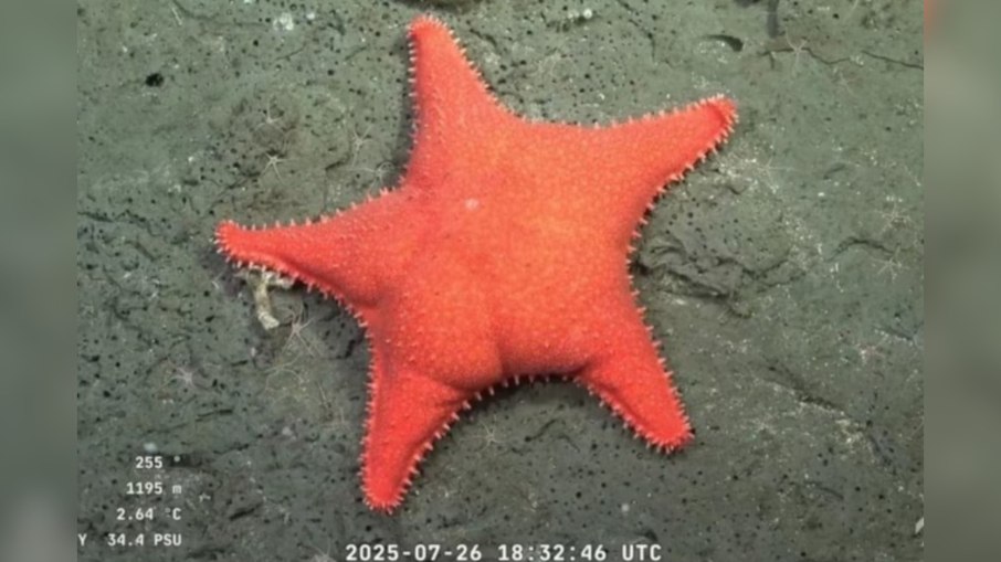 Estrela-do-mar com 