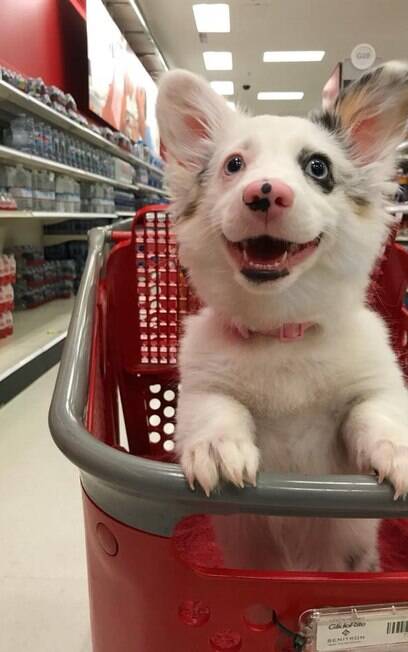 Imagens de cadela indo ao supermercado pela primeira vez encantam