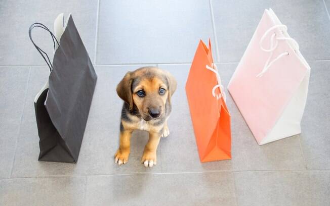 Levar o cachorro no shopping é cada vez mais comum