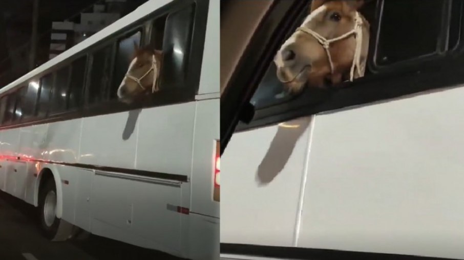 Cavalo é flagrado em ônibus em município de Santa Catarina