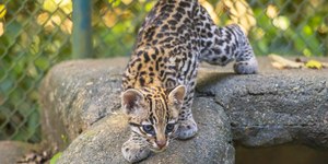 Filhote de jaguatirica é a mais nova atração do Zoo de SP