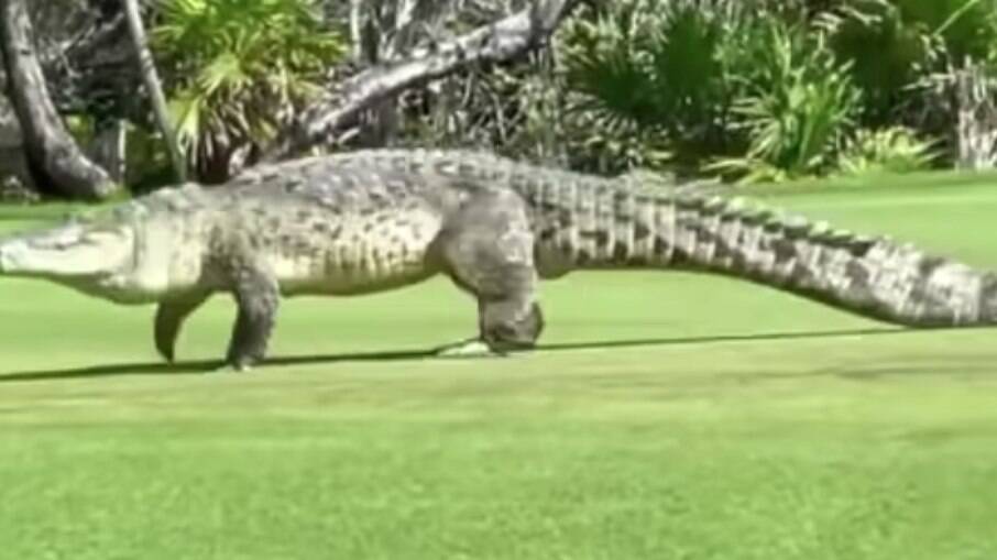 Crocodilo invadiu campo de golfe no México