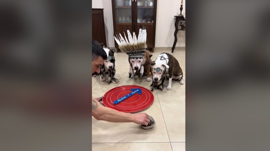 Cachorros fantasiados Cachorros fantasiados