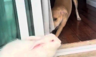 Cachorrinha entra em pânico após coelho fazer 'flop'