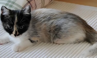 Mutação genética dá origem a cor inédita em gatos