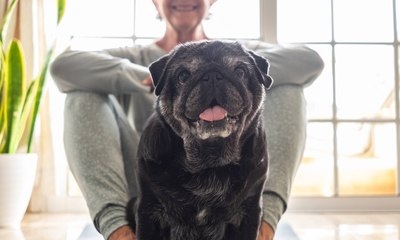 Herança pet: entenda como funciona quando o tutor morre