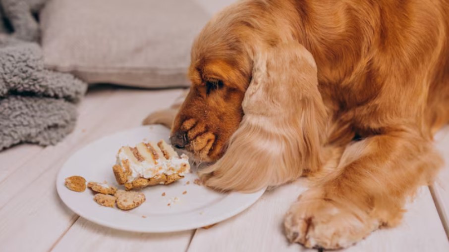 O dono precisa tomar alguns cuidados para manter o peso ideal do cachorro ou do gato e evitar a obesidade