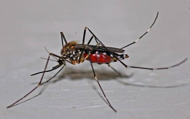 Crianças são mais suscetíveis aos efeitos mais severos do vírus transmitido pelo Aedes aegypt