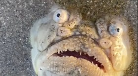 Peixe com aparência bizarra assusta banhistas em praia