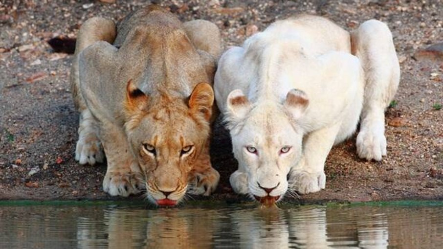 Esses grandes felinos vivem em bandos de 5 a 40 indivíduos Esses grandes felinos vivem em bandos de 5 a 40 indivíduos