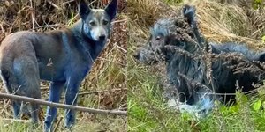 Cães azuis de Chernobyl: cientista aponta provável causa da cor