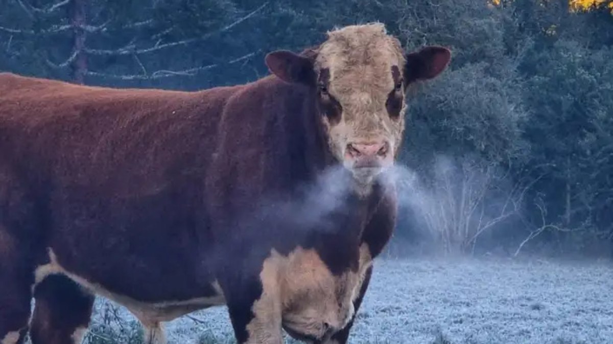 O frio era tanto que a a respiração de animais congelou O frio era tanto que a a respiração de animais congelou