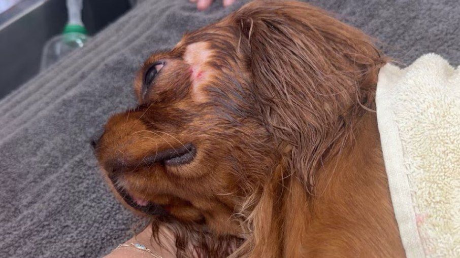 O cachorro Teddy foi atacado por um crocodilo enquanto estava em águas rasas na praia de Lee Point, em Darwin, na Austrália O cachorro Teddy foi atacado por um crocodilo enquanto estava em águas rasas na praia de Lee Point, em Darwin, na Austrália