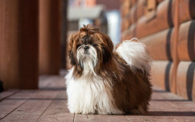 9 cuidados com cachorros da raça shih-tzu