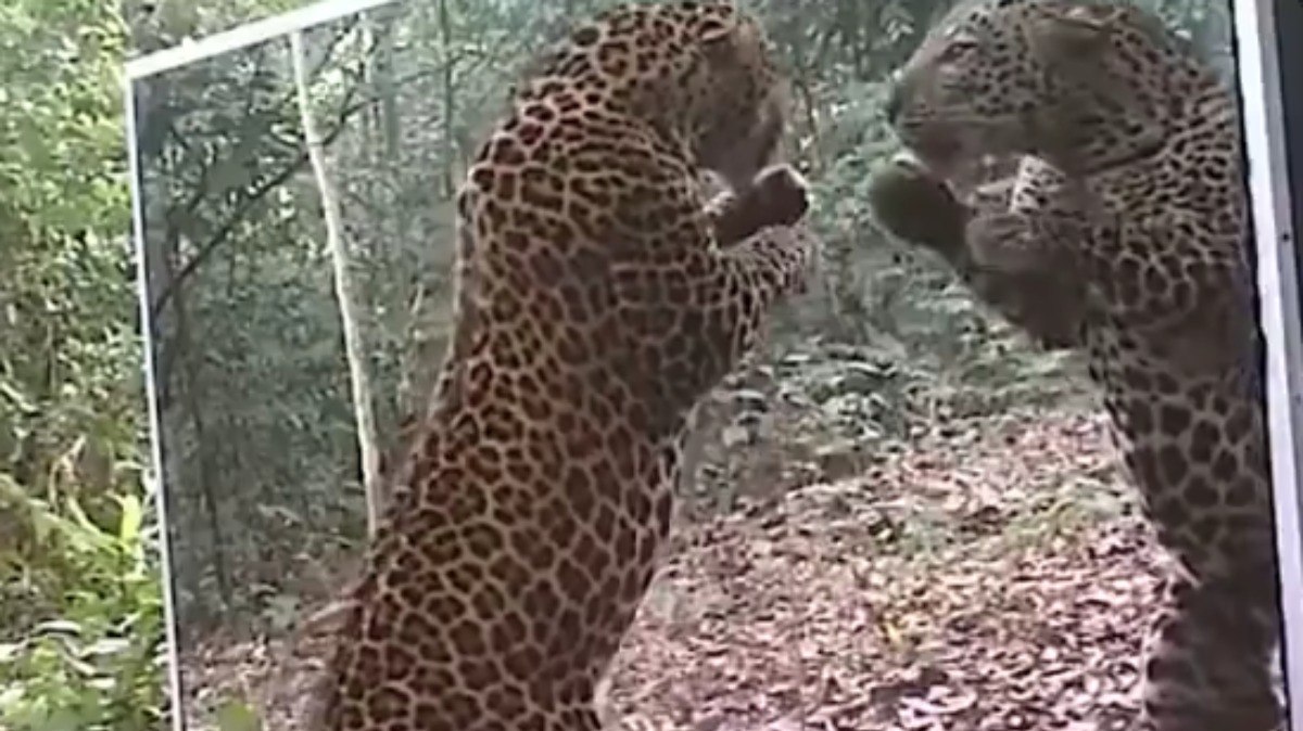 Leopardo encara o próprio reflexo no espelho