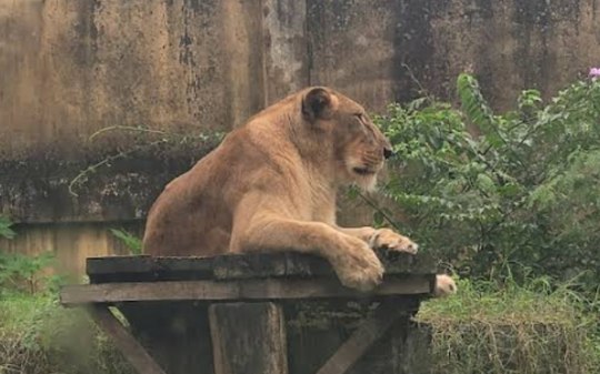 Zoológico onde jovem morreu, na Paraíba, será reaberto