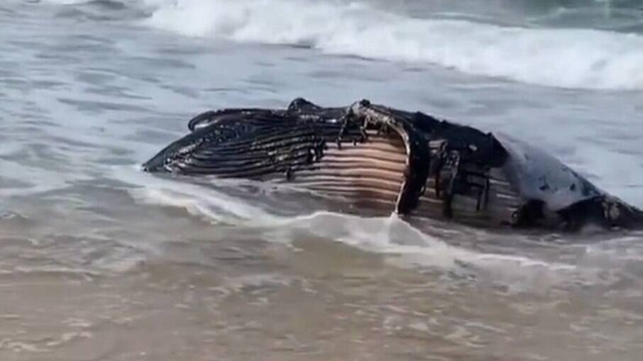 Baleia jubarte morta chega à Praia do Leblon 