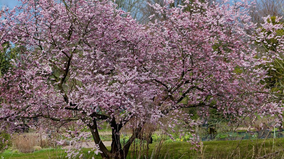 Cerejeira-da-montanha (Prunus jamasakura)