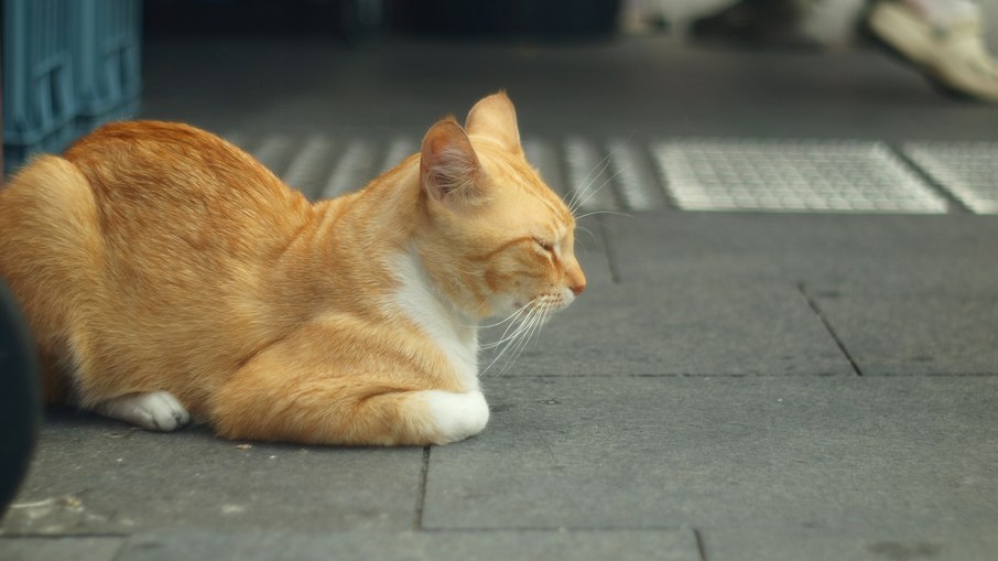 Gato doméstico Gato doméstico