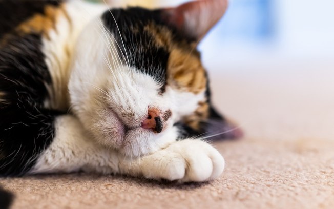 Acne felina: entenda o que é, causas, sintomas e tratamento