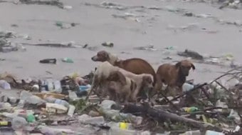 Cachorros são levados por correnteza durante furacão Beryl; assista