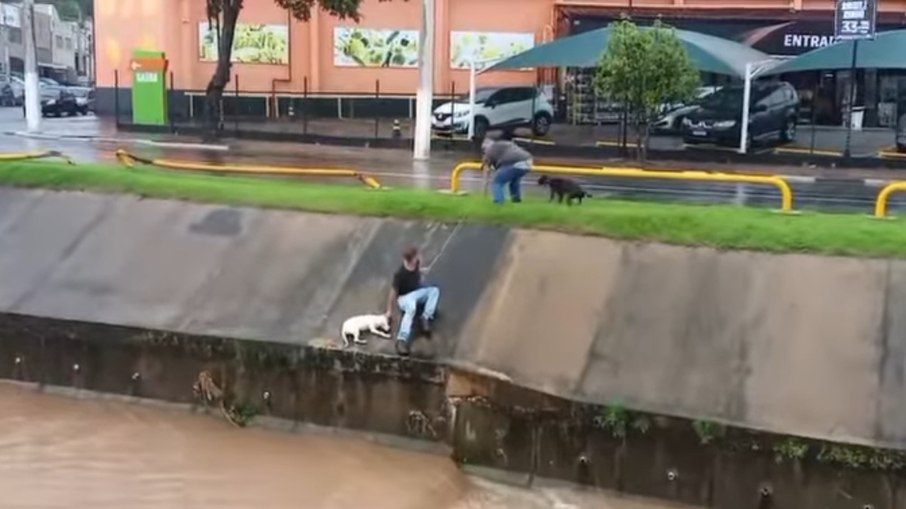 Cachorros são resgatados em córregos por homens que passavam pelo local.