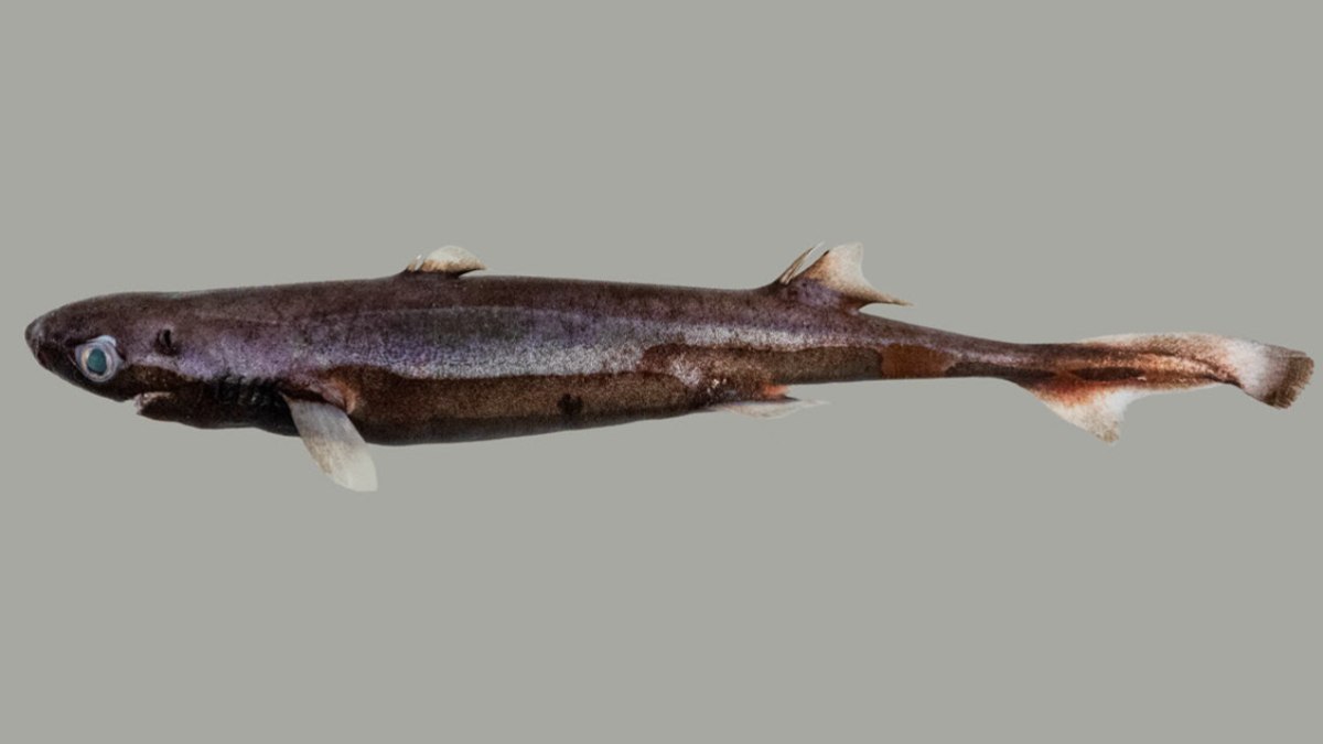 Tubarão-lanterna-de-focinho-grande (Etmopterus bulbosus) Tubarão-lanterna-de-focinho-grande (Etmopterus bulbosus)