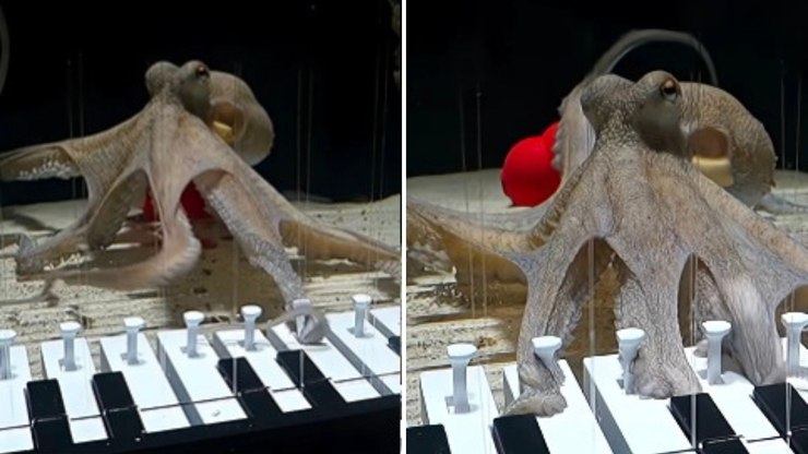 Vídeo flagra músico ensinando polvo a “tocar piano”
