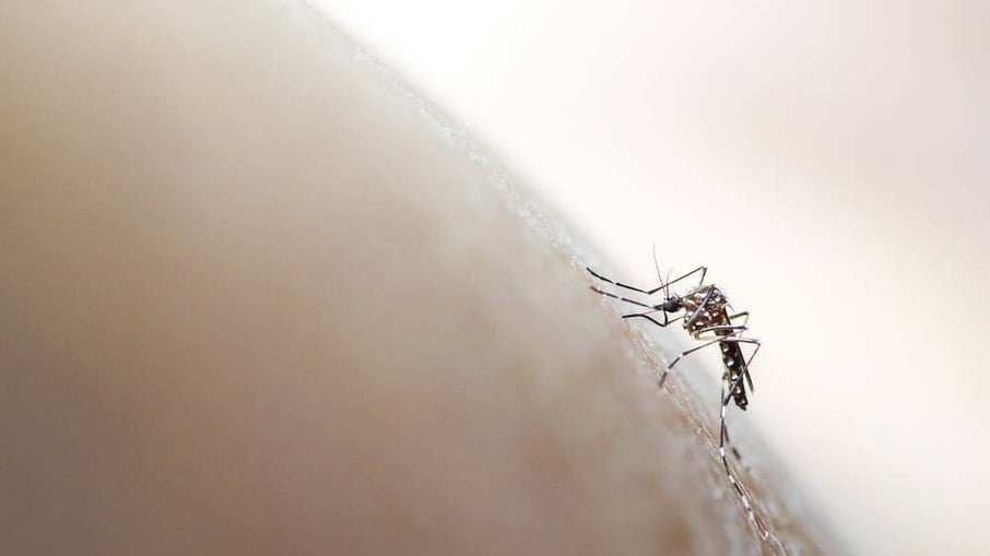 São Paulo lidera a lista com mais casos de dengue, registrando 180 no total