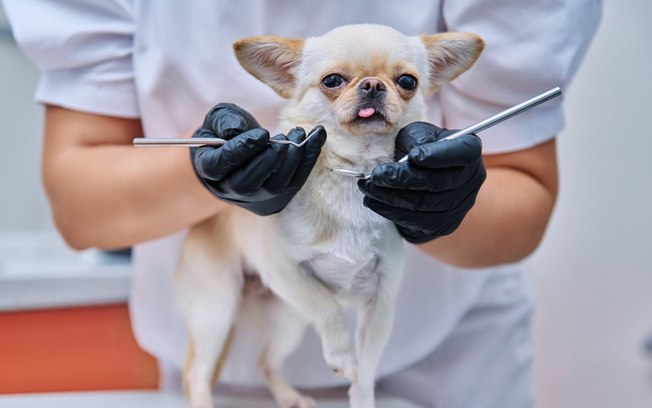 Saúde oral dos pets: entenda por que você deve ficar atento