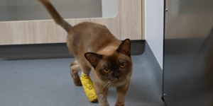 Gato é salvo após rodar ciclo completo em máquina de lavar roupa