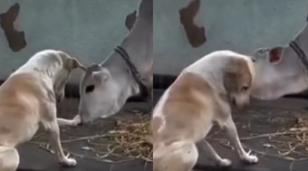 Cachorro%20e%20bezerro%20encantam%20a%20web%3A%20%22Preciosa%22