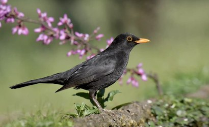 Ciência revela qual ave tem o canto mais agradável para os humanos