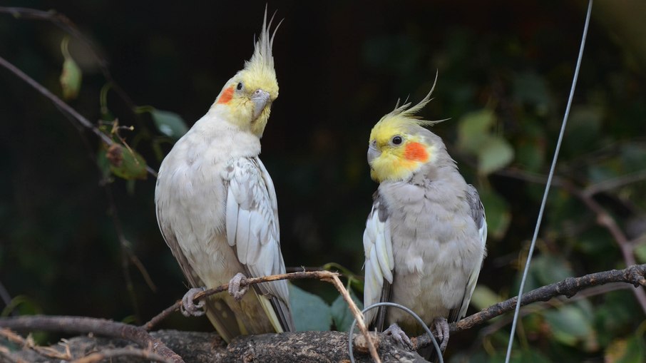 Essas aves também precisam de socialização