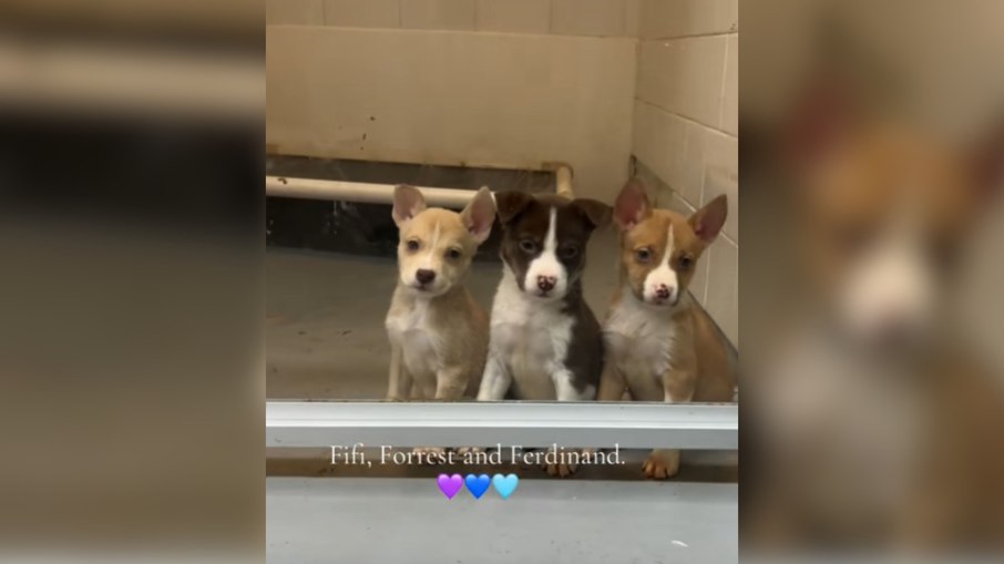 Em abrigo, filhotes encantam ao ficar em fila à espera de alguém Em abrigo, filhotes encantam ao ficar em fila à espera de alguém