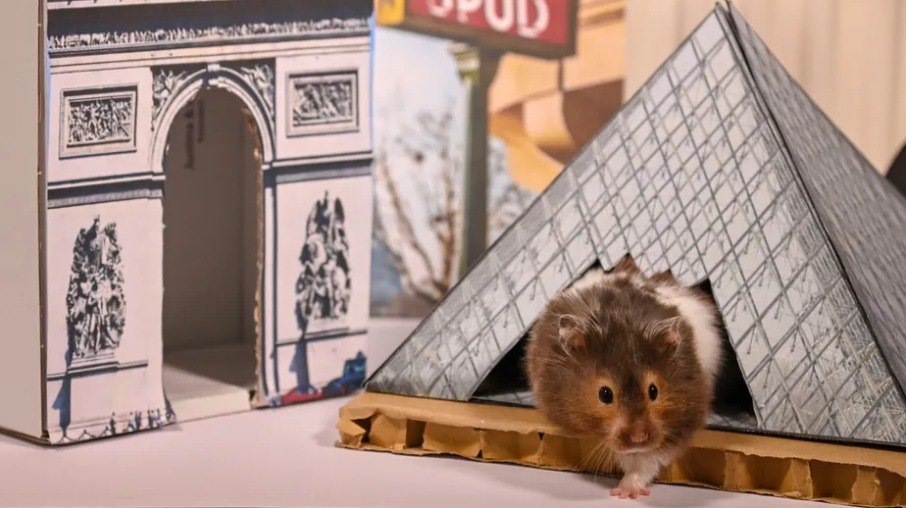 A tutora fazia maquetes inspiradas em lugares da Europa para que hamster pudesse 