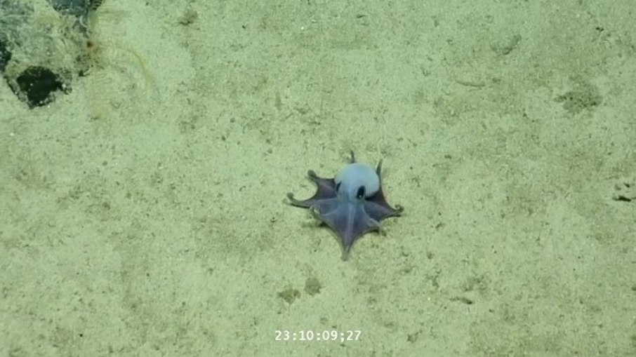 Microeledone galapagensis, nova espécie de polvo azul de águas profundas identificada nas Ilhas Galápagos, no Equador Microeledone galapagensis, nova espécie de polvo azul de águas profundas identificada nas Ilhas Galápagos, no Equador