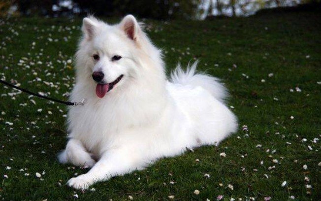 Cão Esquimó Americano