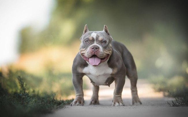 4 características do cachorro da raça american bully