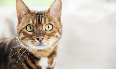 Como ensinar o gato a atender pelo nome? Veterinária explica