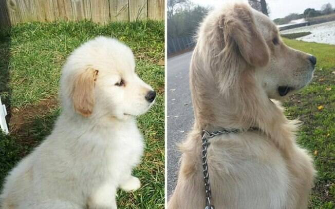 Incríveis fotos que mostram o crescimento de cachorros!