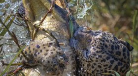 Descubra as diferenças entre azeitonas pretas e verdes