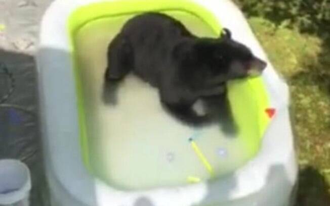 O urso-negro resolveu invadir uma piscina infantil no estado do Tennessee, Estados Unidos, para se refrescar
