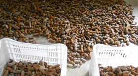 Produção de pupunha cresce com apelo ecológico e rentável