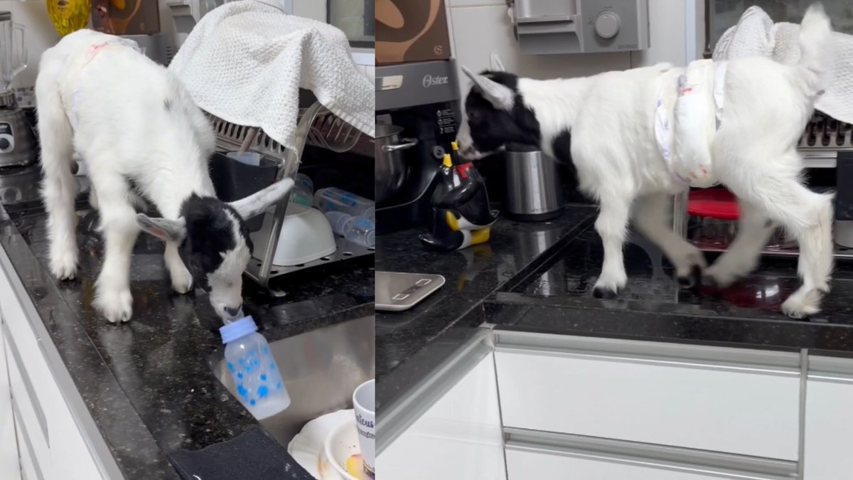 Cabrito sobe na pia em busca da última gota da mamadeira