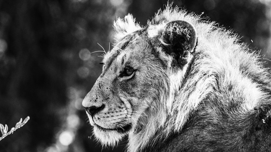 Um Leão avistado durante Safari na Tanzânia